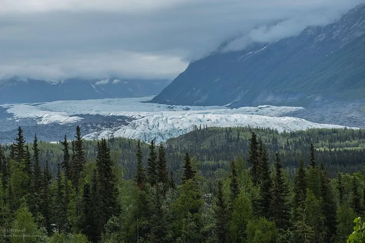 Blick auf einen Gletscher, der sich durch ein Tal schlängelt, über einen Wald hinweg gesehen.